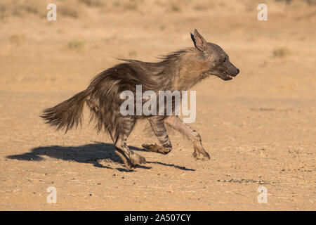 Braune Hyäne (Hyaena brunnea), Kgalagadi Transfrontier Park, Südafrika Stockfoto