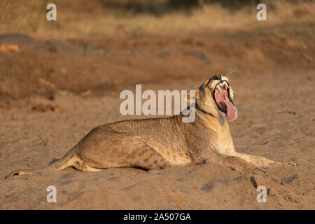 Löwin (Panthera leo) Gähnen, Zimanga Private Game Reserve, KwaZulu-Natal, Südafrika Stockfoto