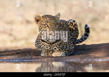 Leopard (Panthera pardus) männlich, Zimanga Private Game Reserve, KwaZulu-Natal, Südafrika Stockfoto