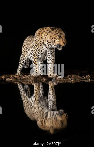 Leopard (Panthera pardus) männlich, Zimanga Private Game Reserve, KwaZulu-Natal, Südafrika Stockfoto