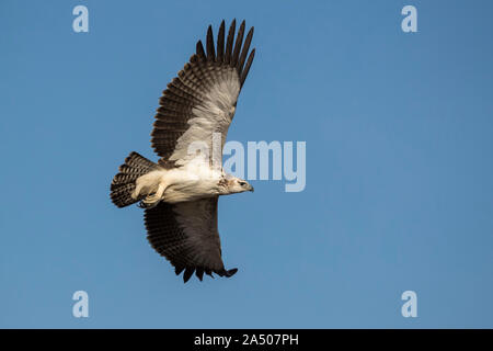 Unreife Martial Eagle (Polemaetus bellicosus), Zimanga Private Game Reserve, KwaZulu-Natal, Südafrika Stockfoto