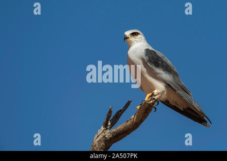 Schwarz - Geschultert (Black-winged) Kite (Elanus caeruleus), Kgalagadi Transfrontier Park, Südafrika Stockfoto