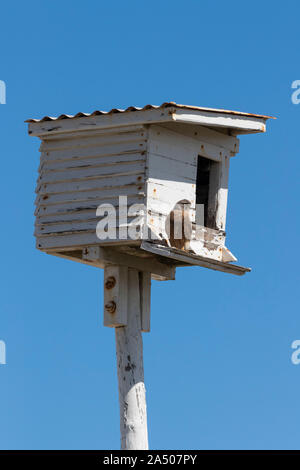 Rock Turmfalke (Falco rupicolus) am Nistkasten, Western Cape, Südafrika, Stockfoto