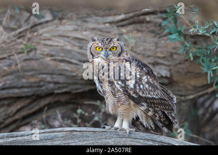 Gefleckte Uhu (Bubo africanus), Subadult, Kgalagadi Transfrontier Park, Südafrika Stockfoto