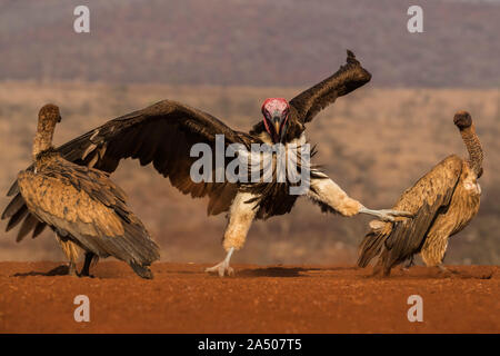 Lappetfaced Vulture (Torgos tracheliotos) einschüchtern whitebacked Geier, Zimanga Private Game Reserve, KwaZulu-Natal, Südafrika, Stockfoto