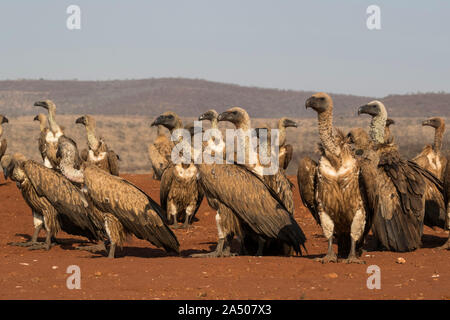 Weißrückenspecht Geier (abgeschottet Africanus), Zimanga private Game reserve, KwaZulu-Natal, Südafrika Stockfoto