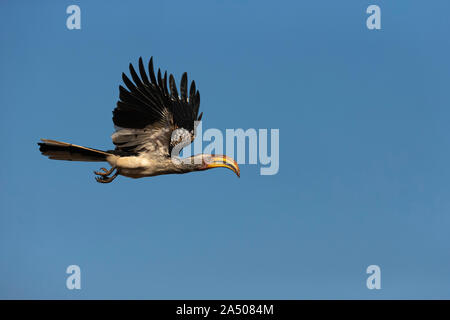 Südliche yelloow-billed Hornbill (Tockus leucomela) im Flug, Zimanga Game Reserve, Südafrika Stockfoto