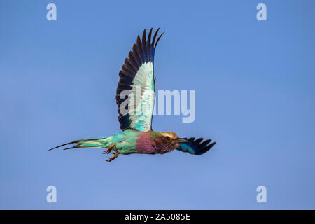 Lilac-breasted Roller (Coracias caudatus), lfight Zimanga Game Reserve, KwaZulu-Natal, Südafrika. Stockfoto