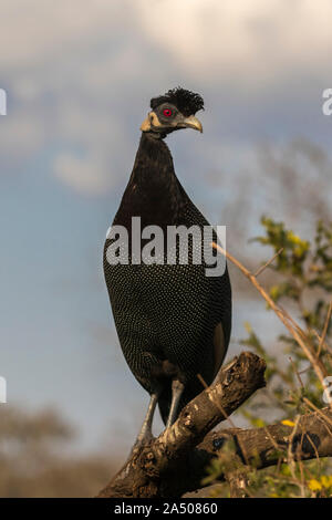 Crested guineafowl (Guttera pucherani), Zimanga Game Reserve, KwaZulu-Natal, Südafrika Stockfoto