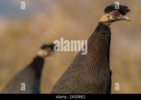 Crested guineafowl (Guttera pucherani), Zimanga Game Reserve, KwaZulu-Natal, Südafrika Stockfoto