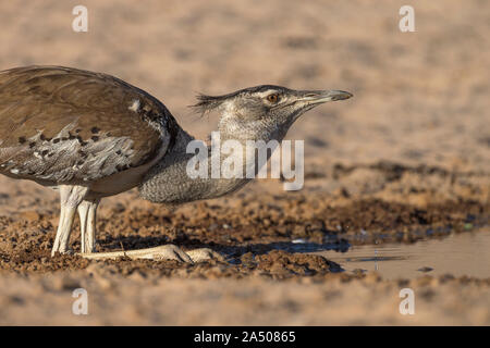 Kori bustard (Ardeotis Kori) trinken, Kgalagadi Transfrontier National Park, Südafrika Stockfoto