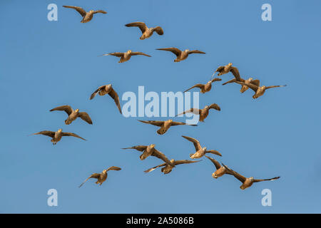 Burchell's sandgrouse (Pterocles burchelli) im Flug, Kgalagadi Transfrontier Park, Südafrika Stockfoto