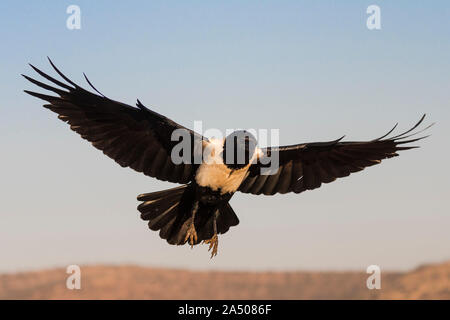 Pied Crow (Corvus albus), Zimanga Private Game Reserve, KwaZulu-Natal, Südafrika, Stockfoto