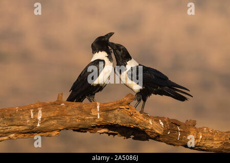 Pied Krähen (Corvus albus) allogrooming, Zimanga Private Game Reserve, KwaZulu-Natal, Südafrika Stockfoto