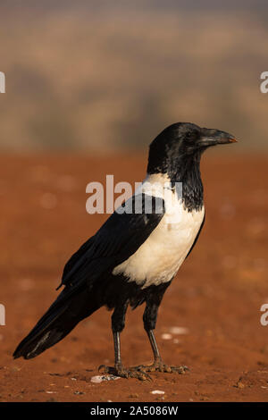 Trauerschnäpper Krähe (Corvus Albus), Zimanga private Game reserve, KwaZulu-Natal, Südafrika Stockfoto