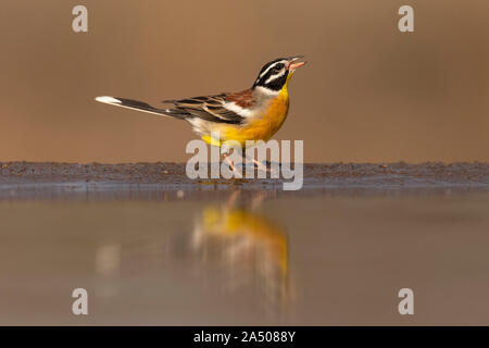 Golden-Wimpel (Emberiza Flaviventris) Brüsten, Zimanga privaten Wildgehege, KwaZulu-Natal, Südafrika Stockfoto