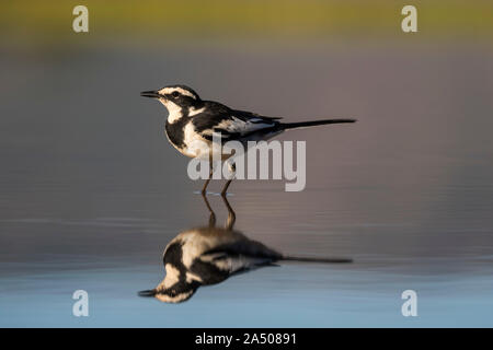 African pied Bachstelze (Motacilla aguimp), Zimanga Private Game Reserve, KwaZulu-Natal, Südafrika Stockfoto