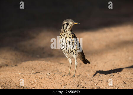 Groundscraper Thrush (Psophocichla litsitsirupa), Kgalagadi Transfrontier Park, Südafrika Stockfoto