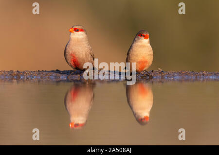 Gemeinsame waxbills (Estrilda astrild) am Wasser, Zimanga Private Game Reserve, KwaZulu-Natal, Südafrika Stockfoto