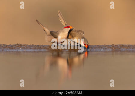 Gemeinsame waxbills (Estrilda astrild) am Wasser, Zimanga Private Game Reserve, KwaZulu-Natal, Südafrika Stockfoto