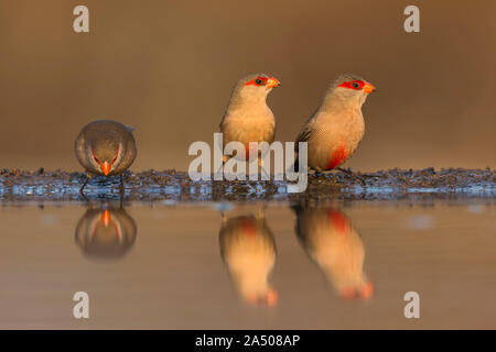 Gemeinsame waxbills (Estrilda astrild) am Wasser, Zimanga Private Game Reserve, KwaZulu-Natal, Südafrika Stockfoto
