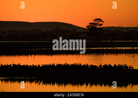 Kap Kormorane (Phalacrocorax capensis) roosting, Paternoster, Western Cape, Südafrika Stockfoto