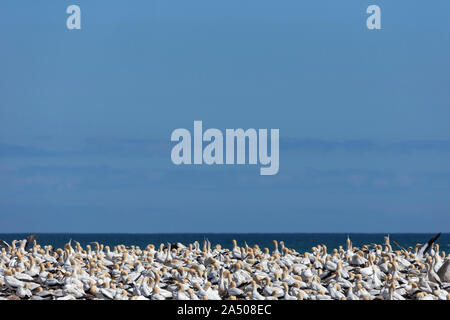 Kaptölpel (Morus capensis) Kolonie, Lambert's Bay, Western Cape, Südafrika Stockfoto