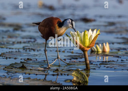 African jacana (Actophilornis africanus) Nahrungssuche in Lily, Chobe River, Botswana Stockfoto