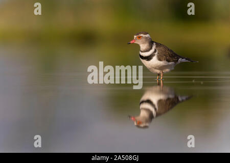 Drei-banded Plover (Charadrius tricollaris), Zimanga Private Game Reserve, KwaZulu-Natal, Südafrika Stockfoto