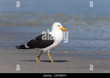 Kelp (Kap) Möwe (Larus dominicanus), Western Cape, Südafrika, Stockfoto