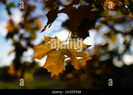 Herbst in der Tschechischen Republik, 16. Oktober 2019. (CTK Photo/Martin Sidorjak) Stockfoto