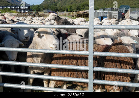 Herde Herdwick-Schafe hinter dem Tor auf einer Farm im Sommer Borrowdale Lake District National Park Cumbria England Vereinigtes Königreich GB Großbritannien Stockfoto