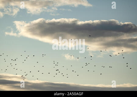 Herbst in der Tschechischen Republik, 16. Oktober 2019. (CTK Photo/Martin Sidorjak) Stockfoto