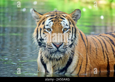 Tiger im Wasser Panthera tigris Altaica Stockfoto