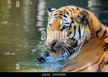 Junge Tiger im Wasser Kopf Nahaufnahme Stockfoto
