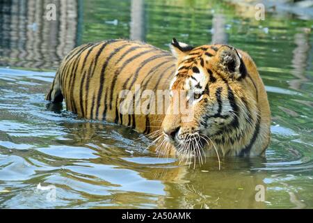 Nette junge Tiger im Wasser Stockfoto