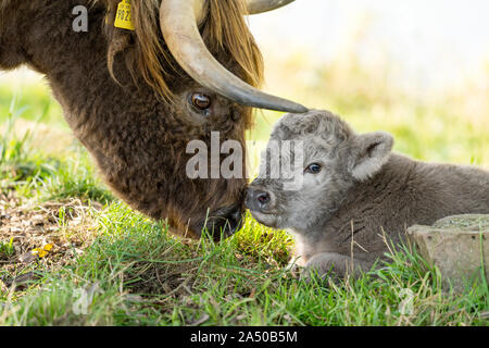 Highland Cattle, Mutter Kuh mit Kalb Stockfoto