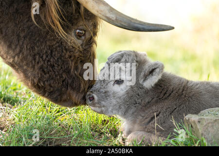 Highland Cattle, Mutter Kuh mit Kalb Stockfoto