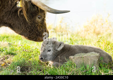 Highland Cattle, Mutter Kuh mit Kalb Stockfoto