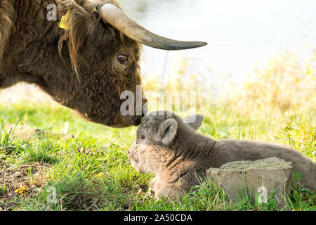 Highland Cattle, Mutter Kuh mit Kalb Stockfoto