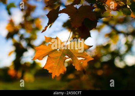Herbst in der Tschechischen Republik, 16. Oktober 2019. (CTK Photo/Martin Sidorjak) Stockfoto