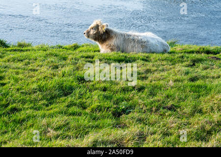 Highland Cattle, Oberweser, Weserbergland, Nordrhein-Westfalen, Hessen, Deutschland Stockfoto