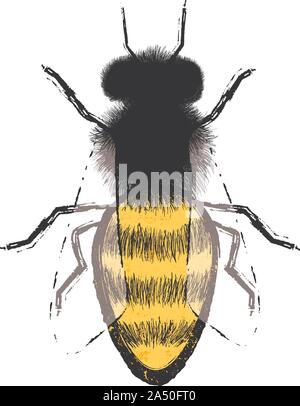 Vektor Illustrator von Honig Biene. Stock Vektor