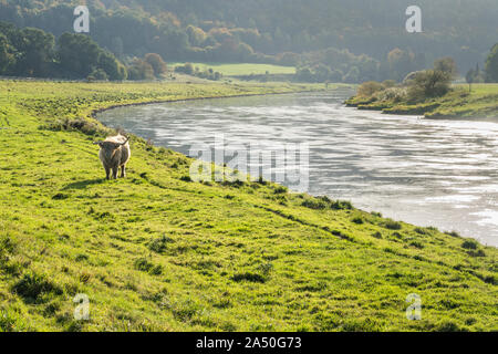 Highland Cattle, Oberweser, Weserbergland, Nordrhein-Westfalen, Hessen, Deutschland Stockfoto