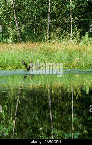 Birken im Moor Wasser widerspiegeln Stockfoto