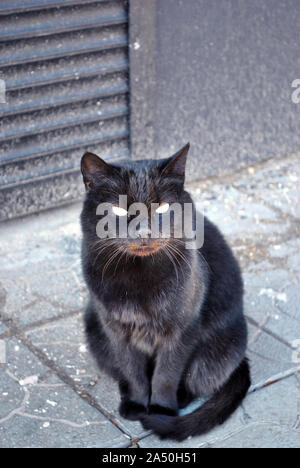 Schwarze Katze sitzt auf der Straße, grauen Fliesen, Vorderansicht Stockfoto