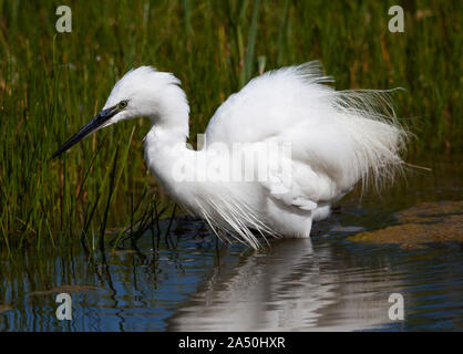 Seidenreiher Angeln in flachen Lagune Stockfoto