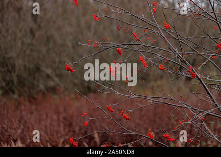 Leuchtend rote Vogelbeeren auf Zweige ohne Blätter an einem Herbsttag. Unscharfer Hintergrund. Herbst Stockfoto