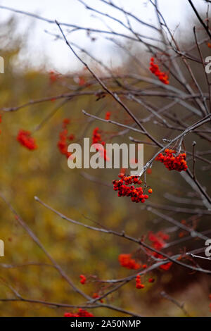 Leuchtend rote Vogelbeeren auf Zweige ohne Blätter an einem Herbsttag. Unscharfer Hintergrund. Herbst Stockfoto