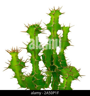 Cactus, Euphorbia grandicornis auf weißem Hintergrund Stockfoto